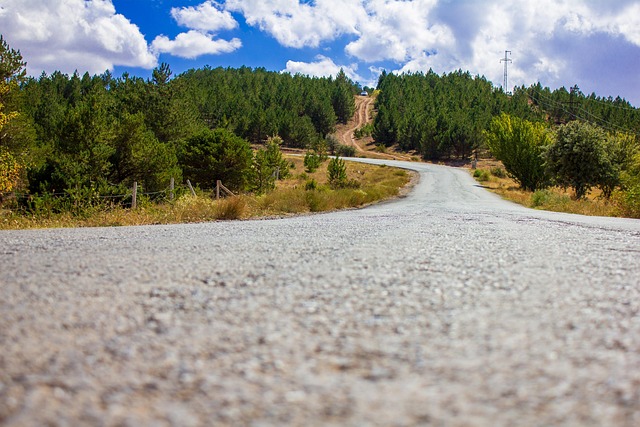 path, road, gravel, forest, trees, nature
